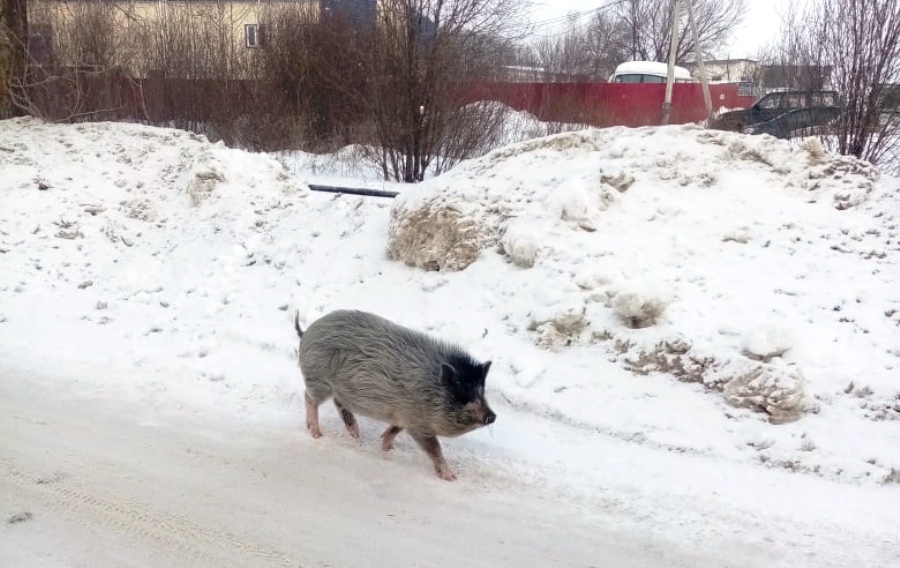 Свинки гуляют. Свинья гуляет по улице.