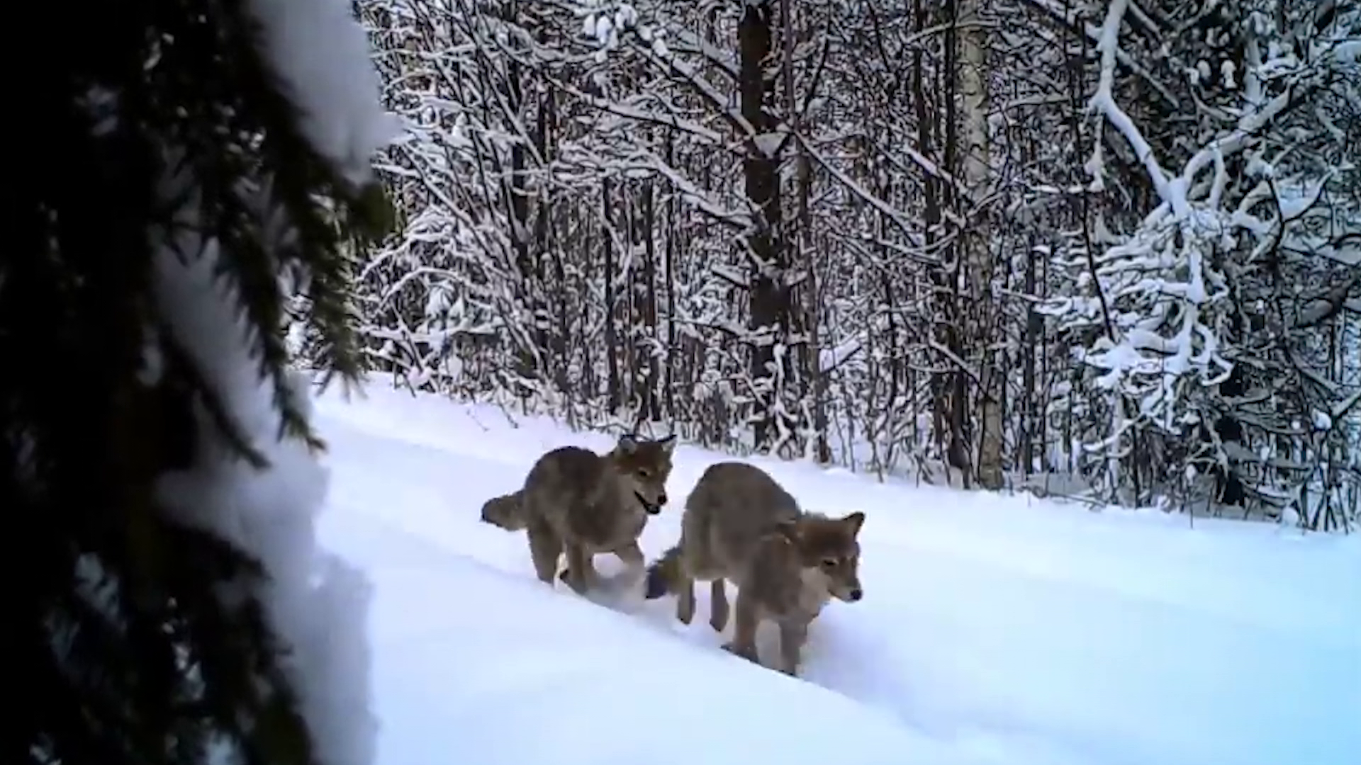 На севере Костромской области устроили облаву на волков