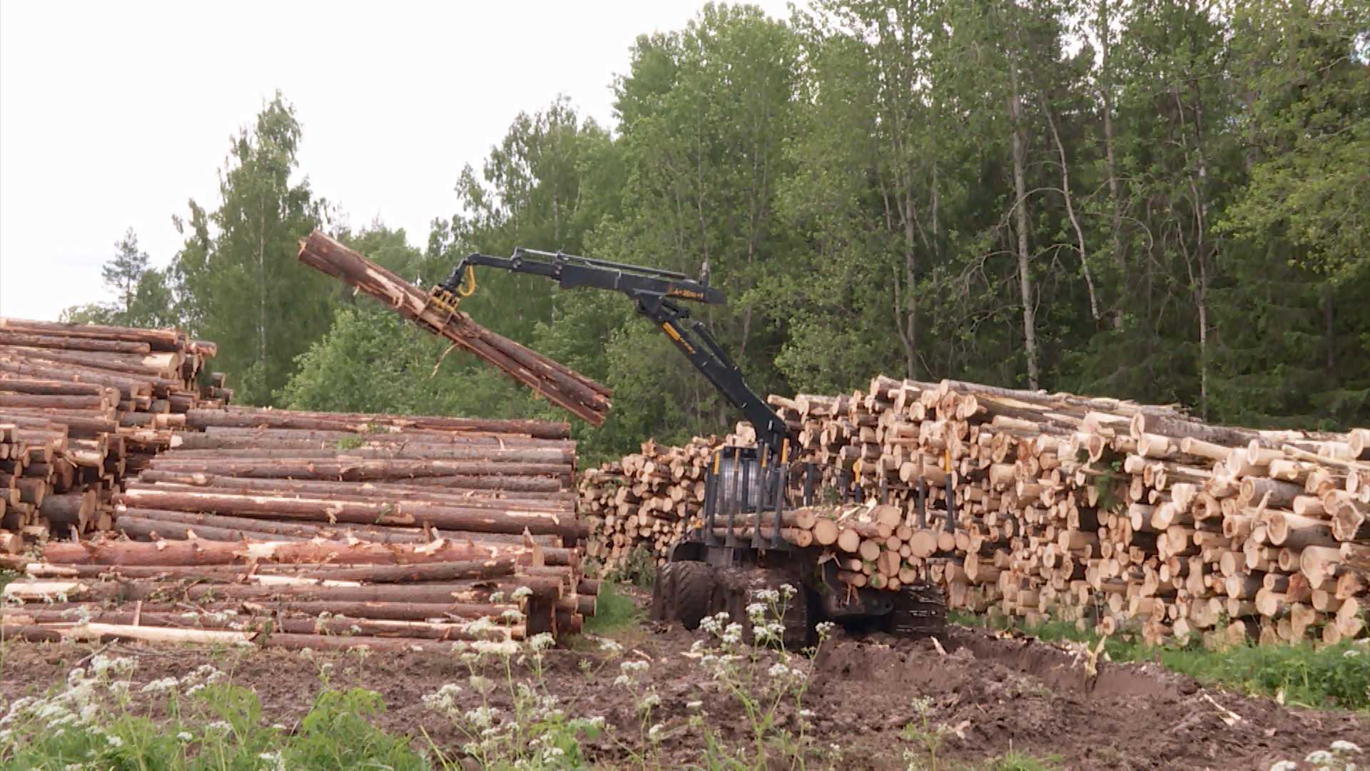 В Костроме наградят лучших работников лесной отрасли