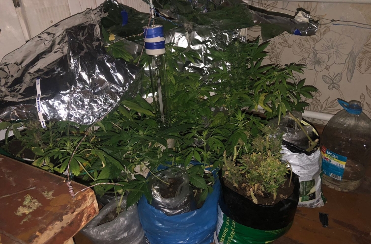 Полицейские обнаружили дома у костромича мини-лабораторию по выращиванию конопли