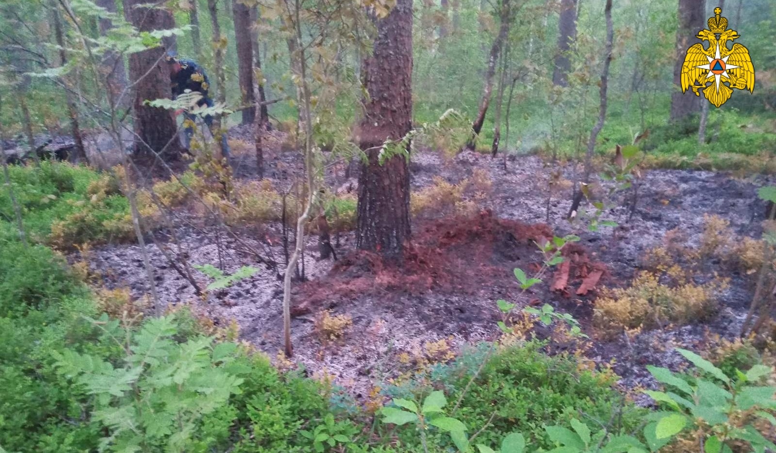 В Костромской области оперативно ликвидирован лесной пожар