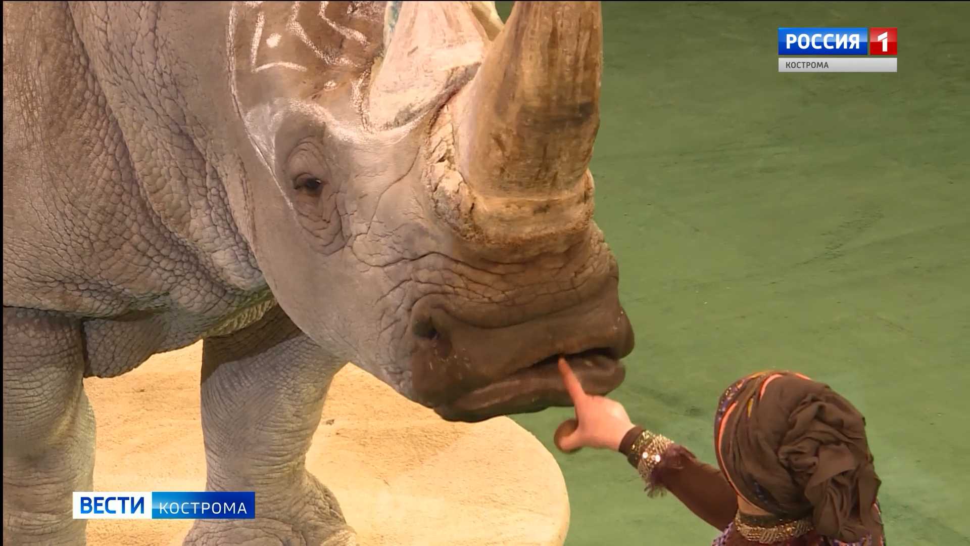Грандиозно: в костромской цирк приехал единственный в стране дрессированный носорог