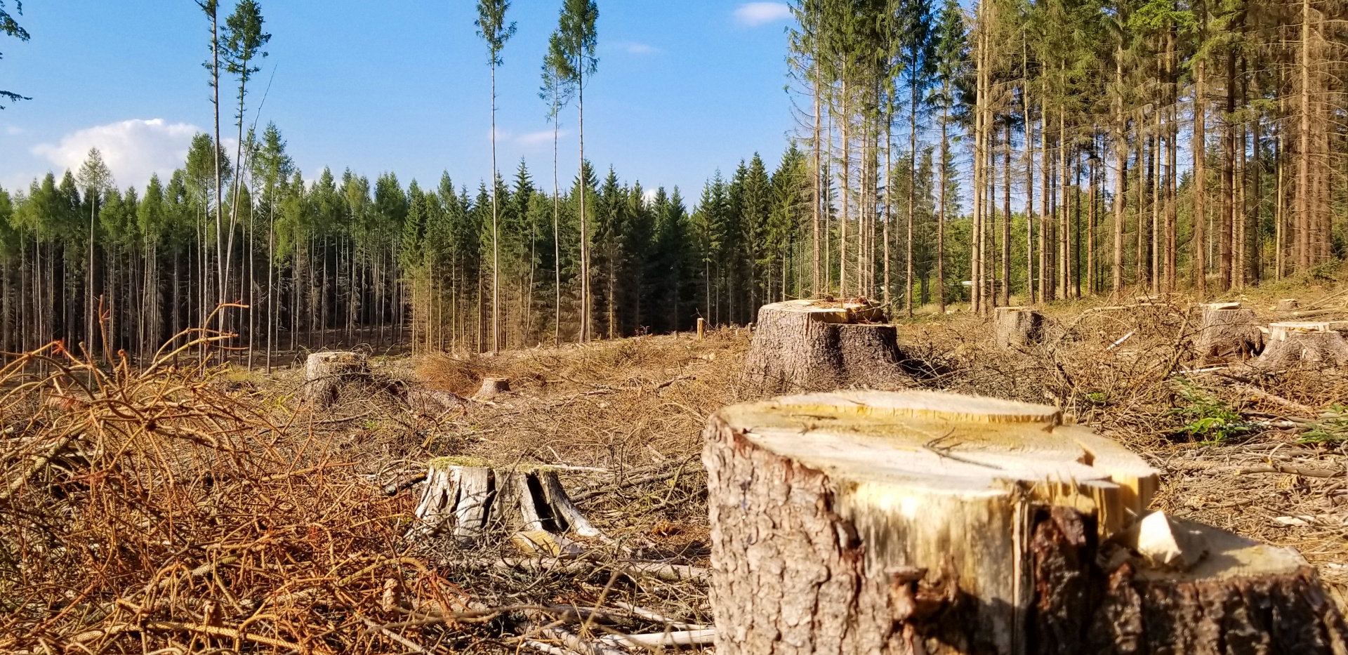 В 100 тысяч рублей обойдется костромичу каждый кубометр леса