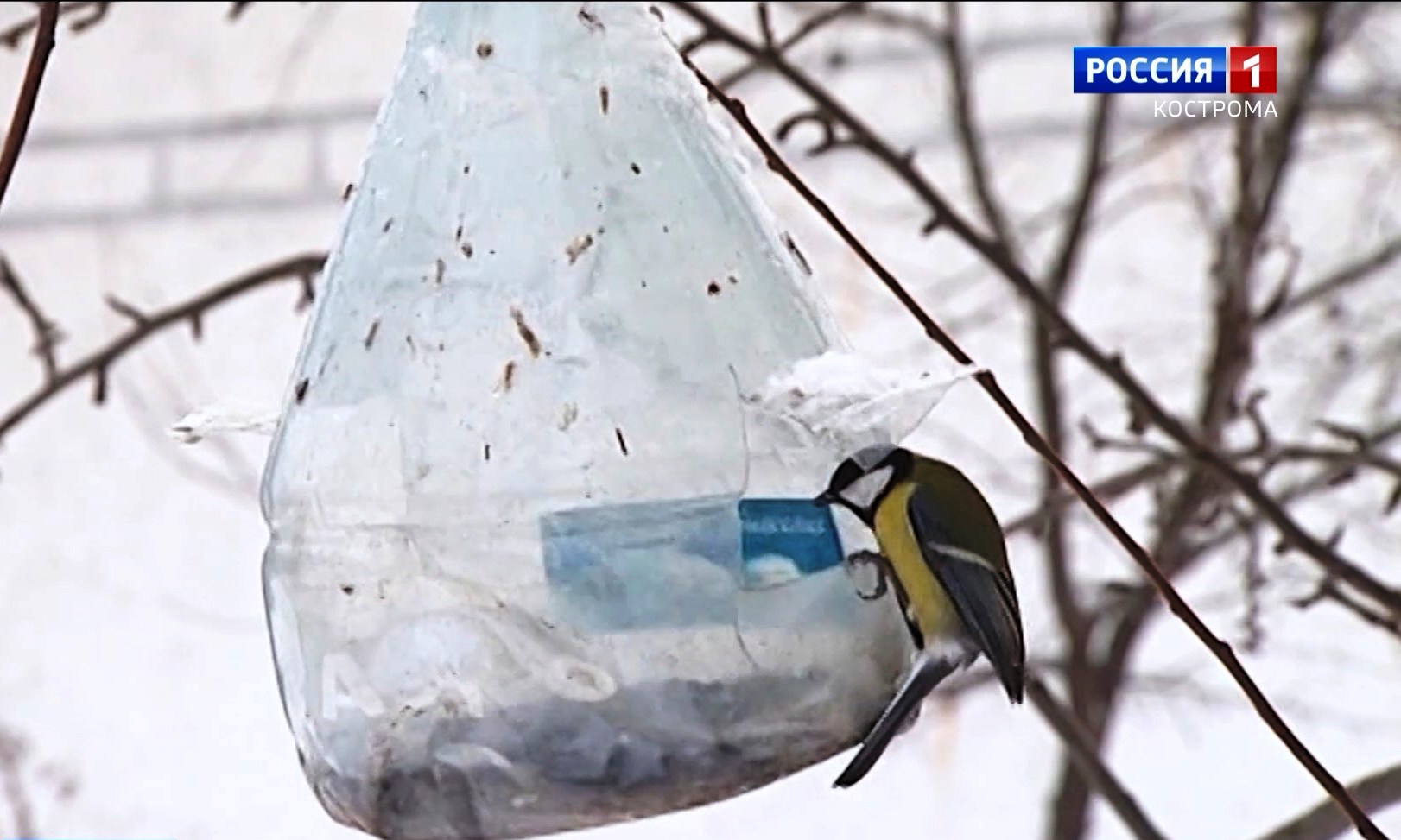 В Костроме объявлен конкурс на лучшую кормушку для птиц