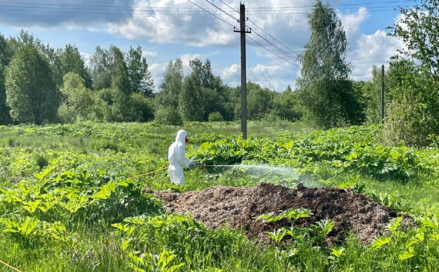 В Костромской области усилят борьбу с борщевиком на сельхозземлях