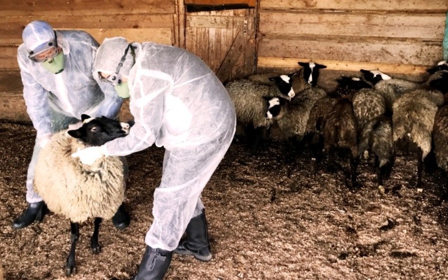 На юго-западе Костромской области введены ограничения из-за оспы овец