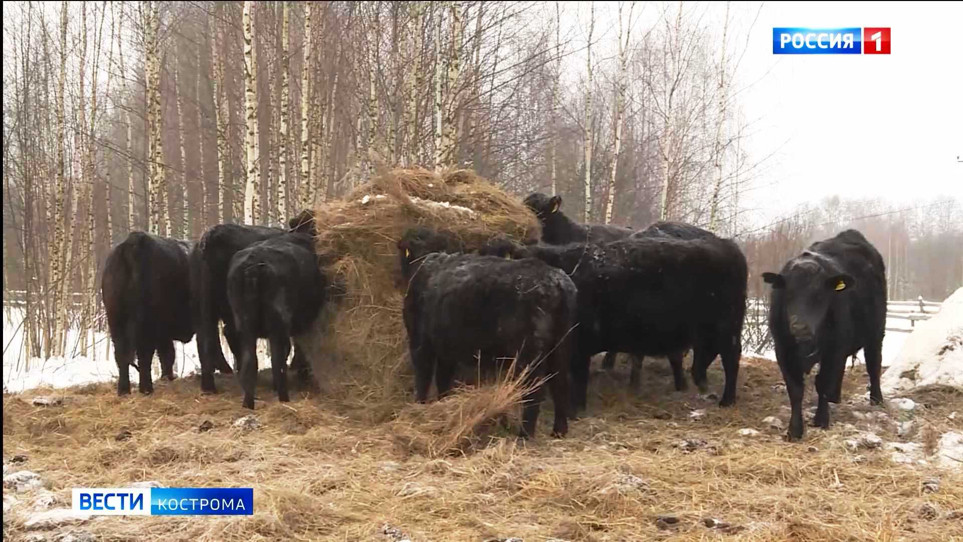 Бесстрашные к лютым морозам коровы поселились в Костромской области