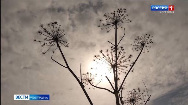 Жизнь сорняка идет к закату: в Костромской области готовы дать отпор борщевику