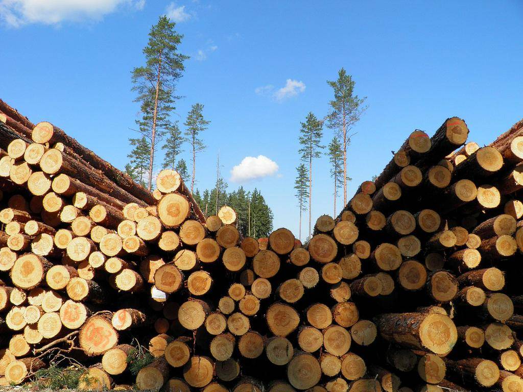 Костромской лес принёс бюджету более миллиарда рублей