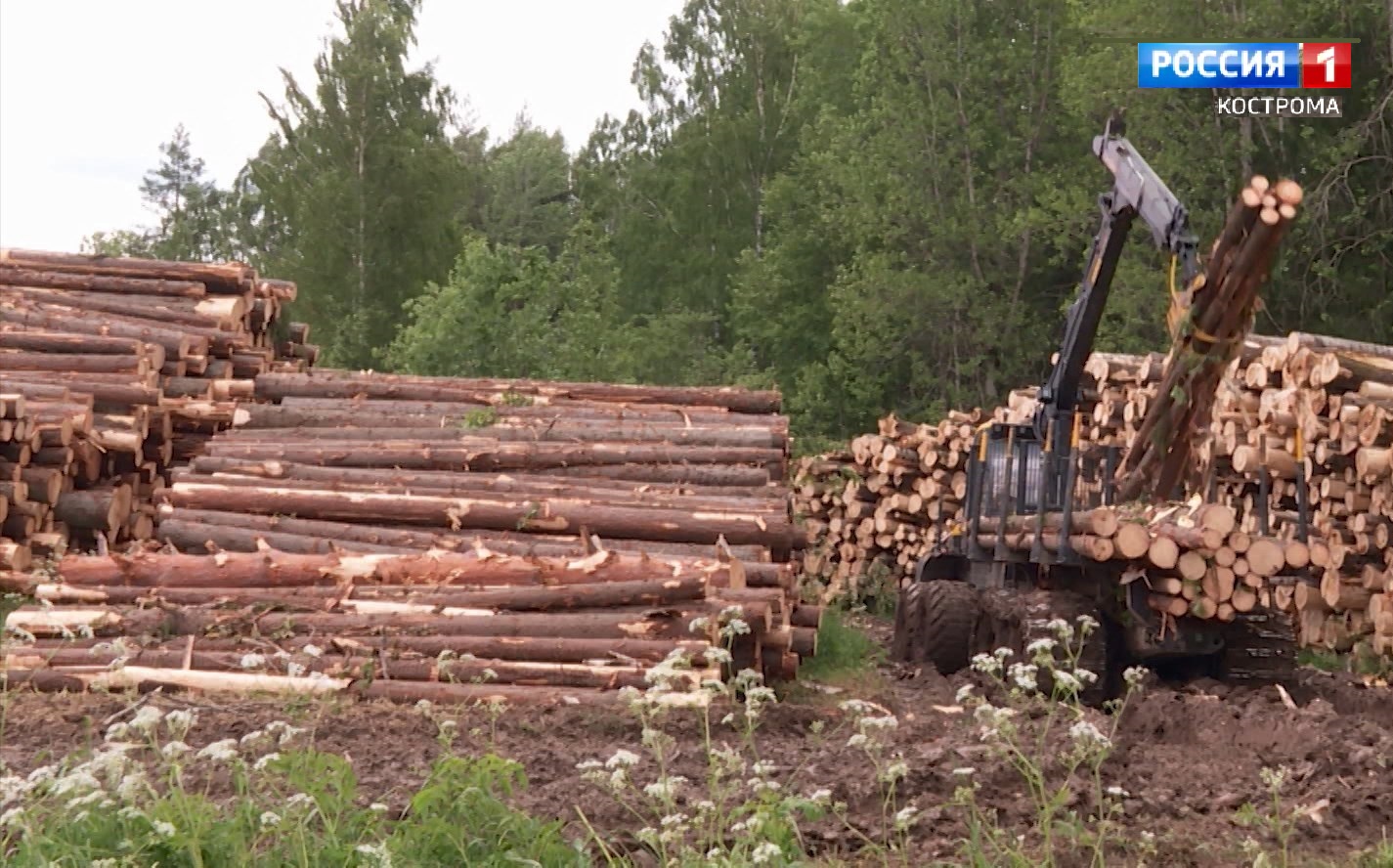 Заготовку древесины в Костромской области отметили на федеральном уровне