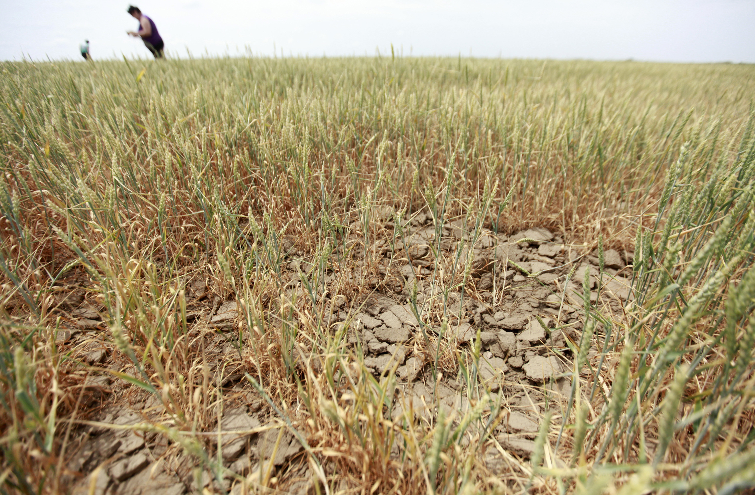 Костромские аграрии готовятся подсчитывать убытки от засушливого лета