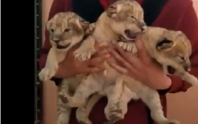 В Костромском цирке появились на свет три львёнка