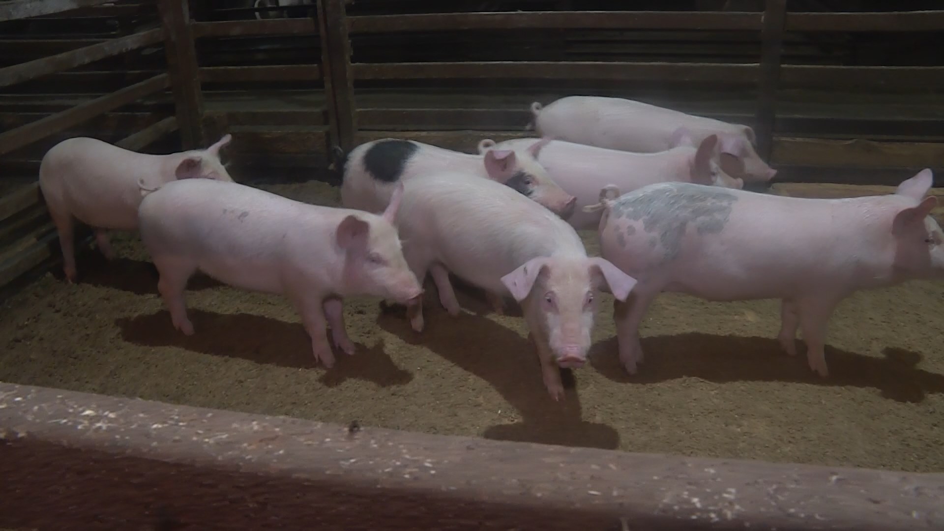Девять свиней уничтожили для профилактики в костромском селе