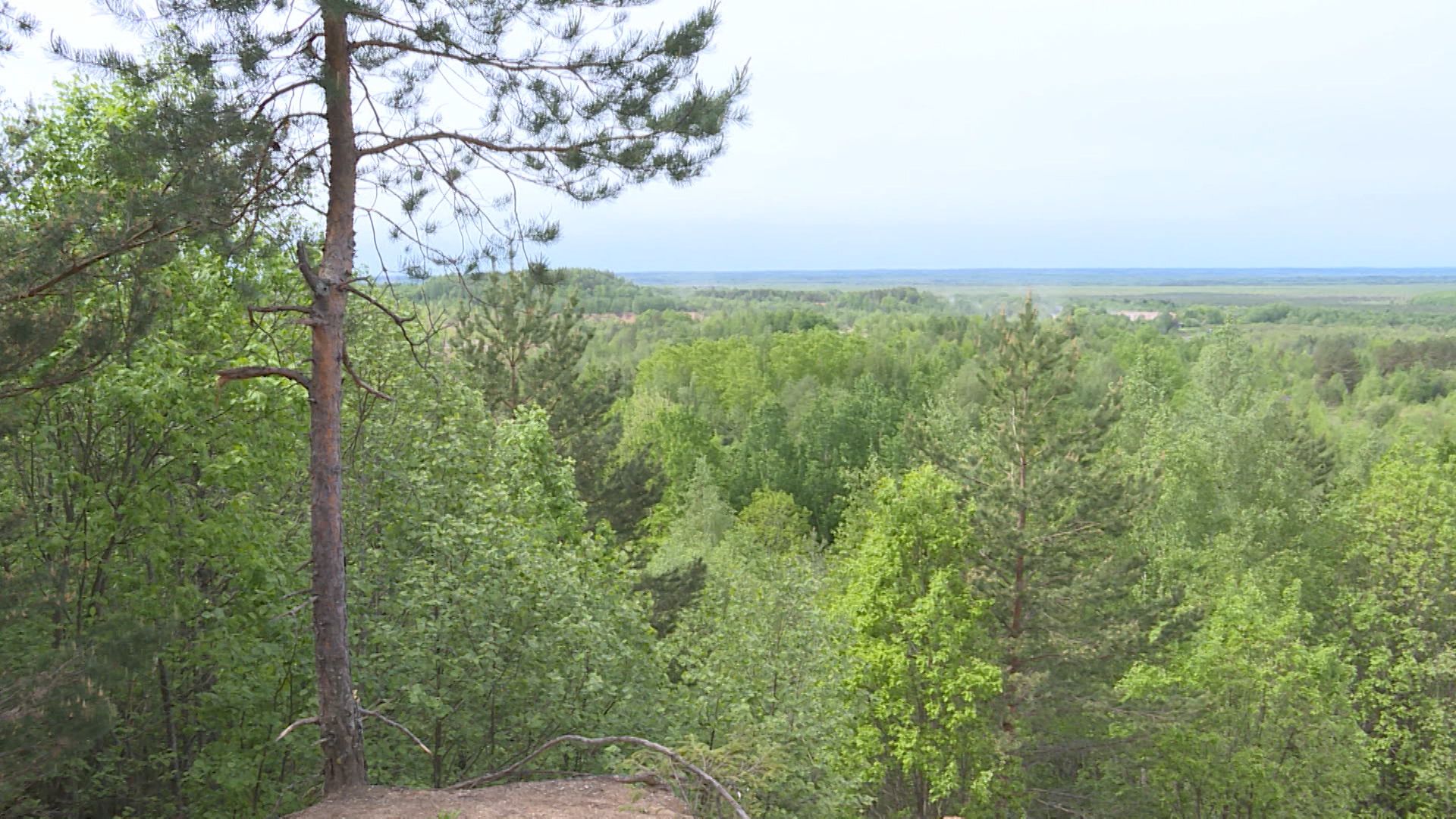 В Костромской области завершаются работы по лесовосстановлению
