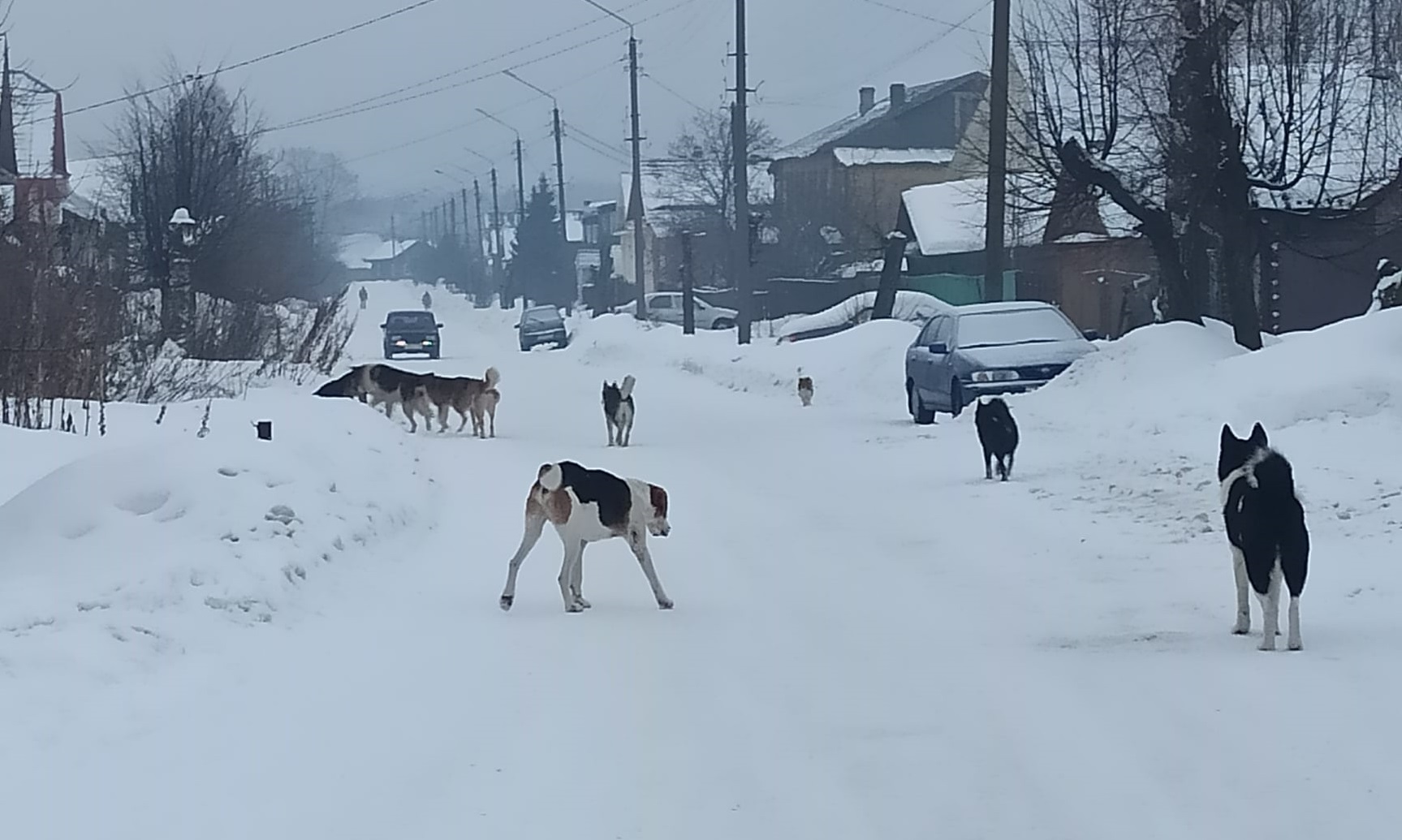 Отлов бродячих собак начинается в феврале в Костромской области