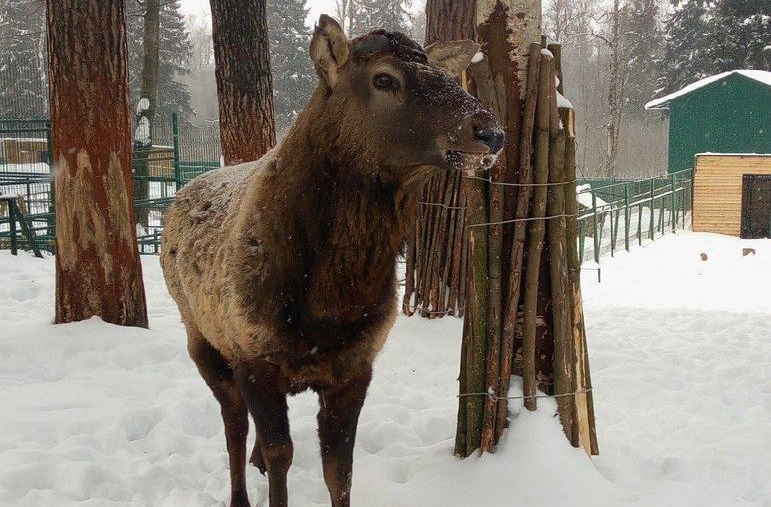 Марал Гоша из Костромского зоопарка остался без рогов