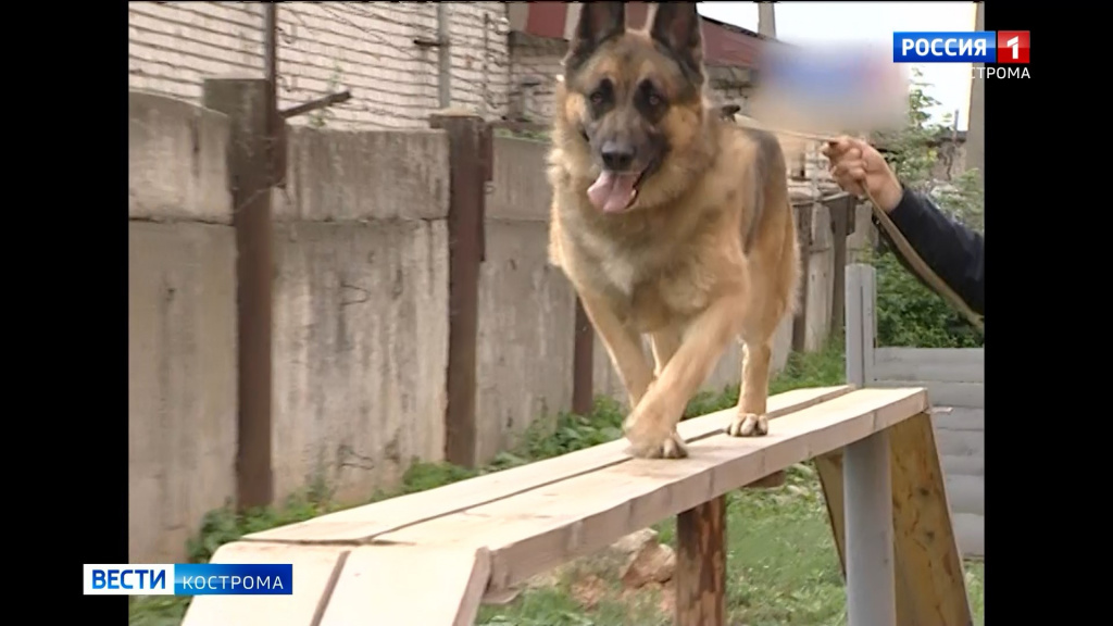 Собачья работа: костромские кинологи со своими питомцами не сидят на месте даже в свой праздник