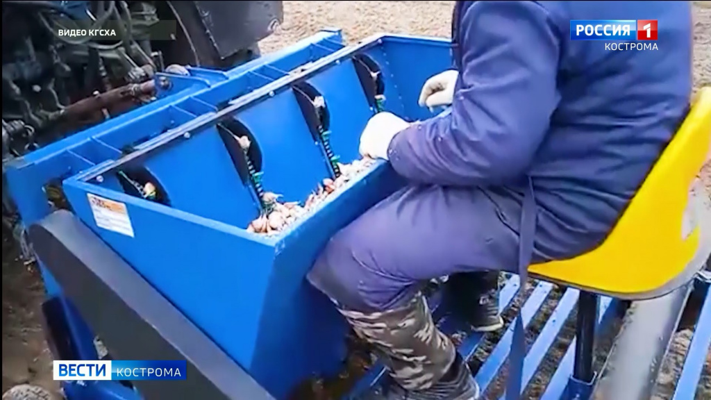 В Костромской области начали выращивать озимый чеснок в промышленных масштабах