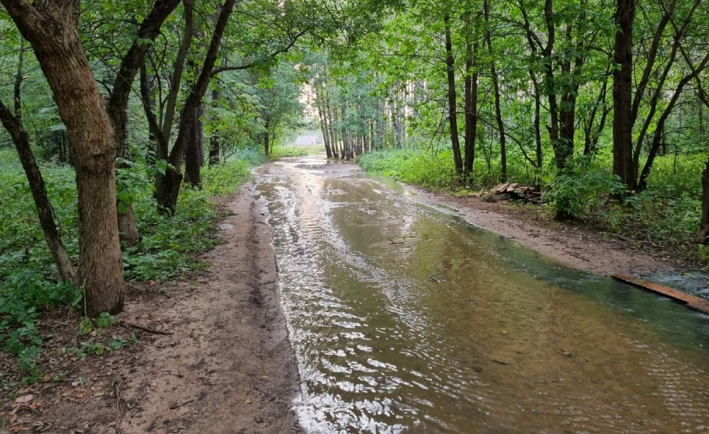 Лес за Парком Победы в Костроме заливает душистая жидкость