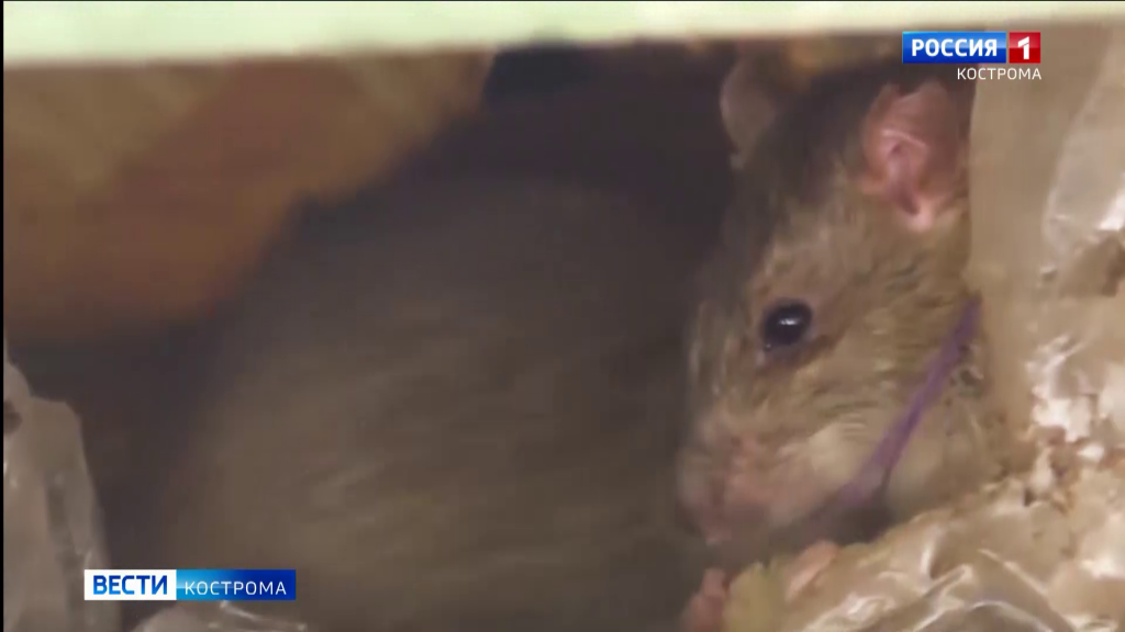 Австралия мыши Нашествие 2021. Кто из грызунов живет в Костромской области.