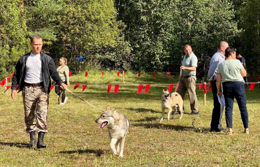 В Костромской области в 65-й раз прошла выставка охотничьих собак