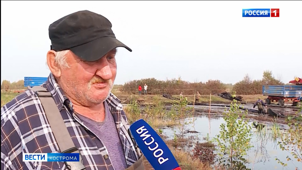 В Костромской области начался «красный» октябрь – сезон добычи клюквы