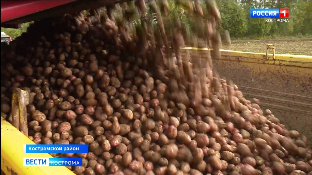 Господдержка позволит костромским фермерам запастись картофелем