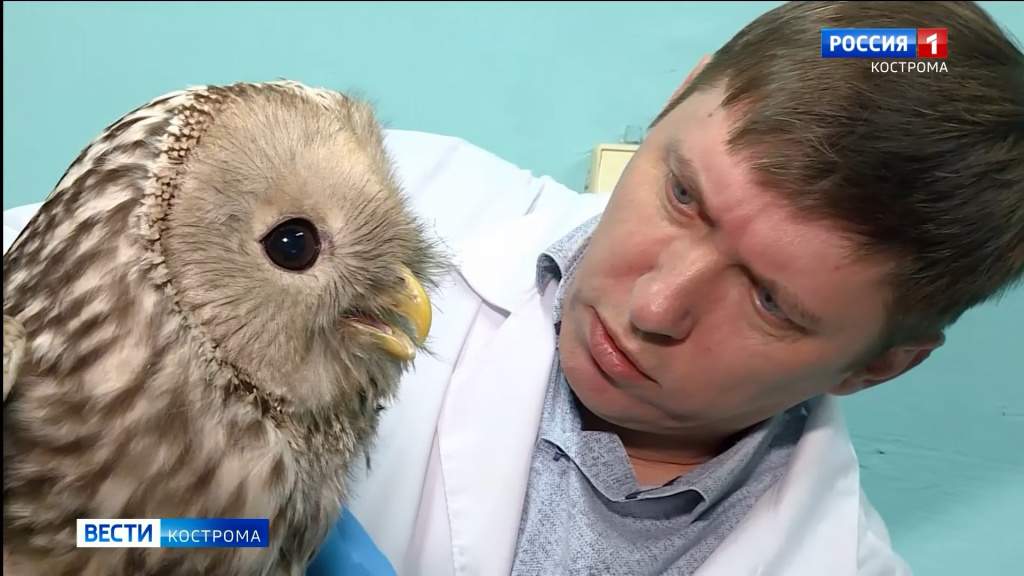 Раненая сова из Красной книги Костромской области нашла помощь в стенах Сельхозакадемии