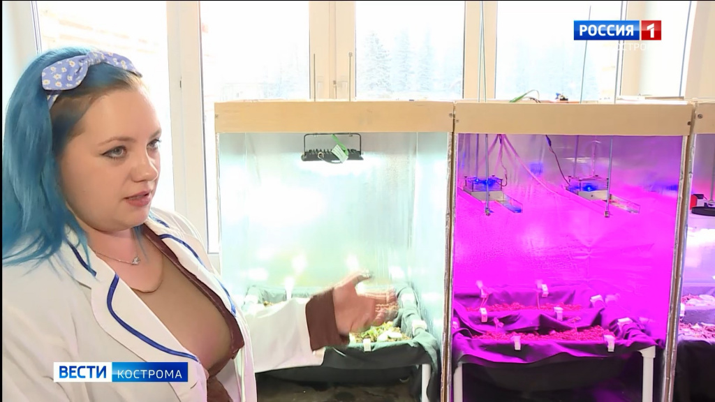 Студенты Костромской сельхозакадемии изобрели фитосветильник для тепличной клубники