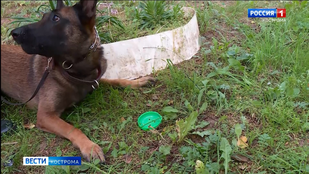 Душевное спецсредство: в Костроме собрали кинологов и лучших полицейских собак из 20 регионов
