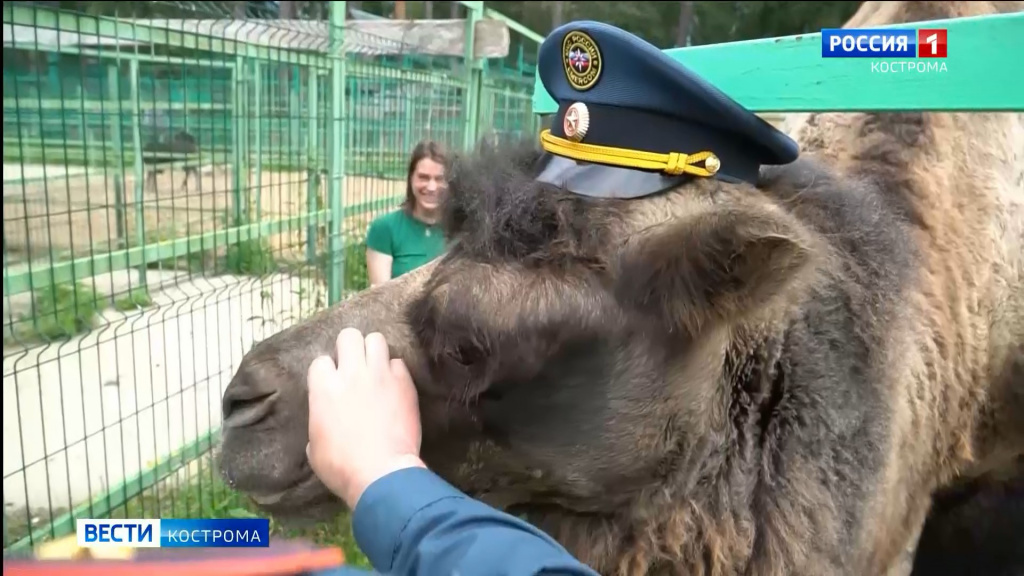 Пожарные устроили бодрящий душ обитателям Костромского зоопарка