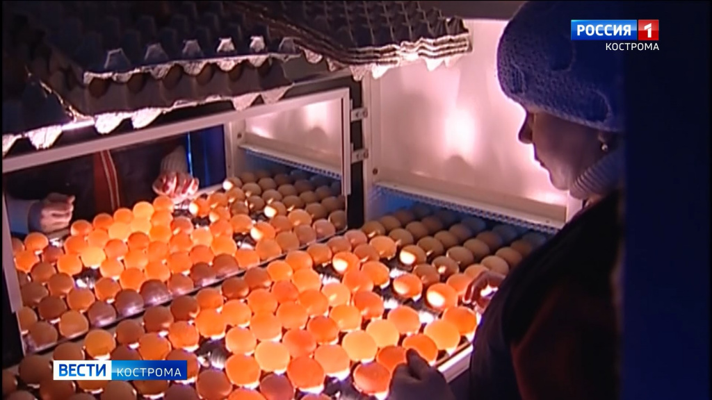 Крутой взлет цен на куриное яйцо в Костроме, похоже, не сменится падением