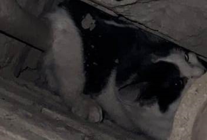 В Костроме сломали стену многоквартирного дома ради спасения кошки