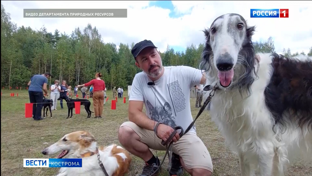 В Костроме в 65-й раз прошла выставка охотничьих собак