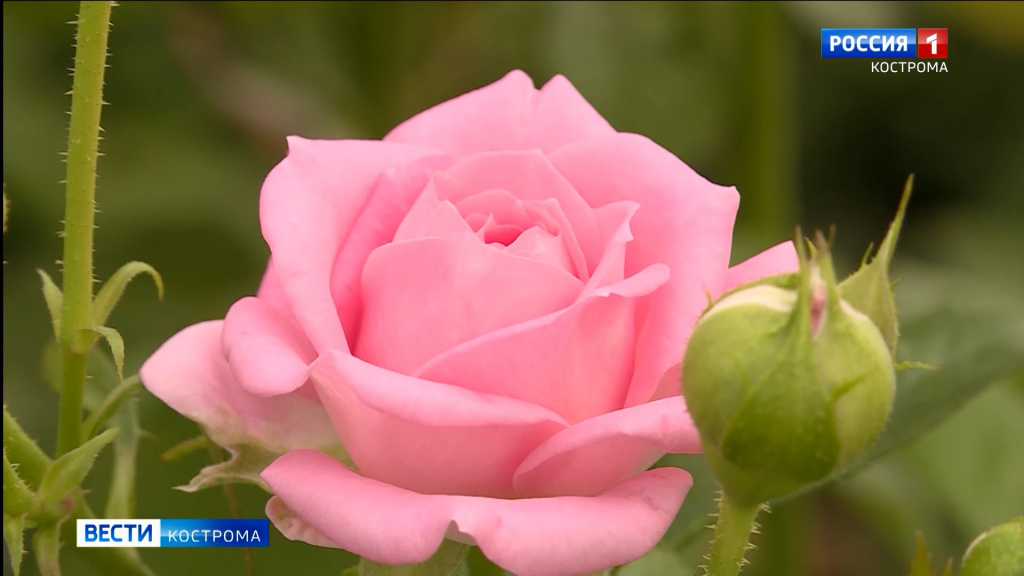 От классики до бомбастиков: костромские цветоводы вырастили к 1 сентября тысячи роз