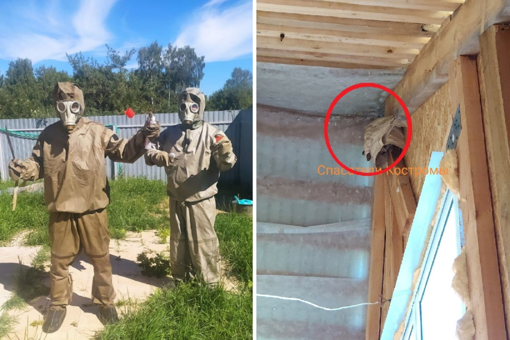 Спасатели избавили дом костромских дачников от гнезда с шершнями