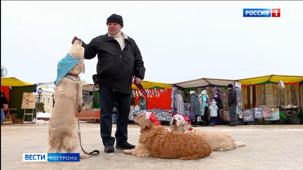 Заводчики породистых собак устроили для горожан дог-шоу в центре Костромы