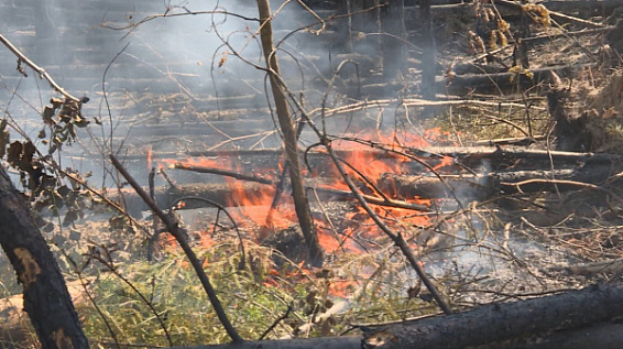 Лесной пожар в Костромской области охватил территорию в 45 гектаров
