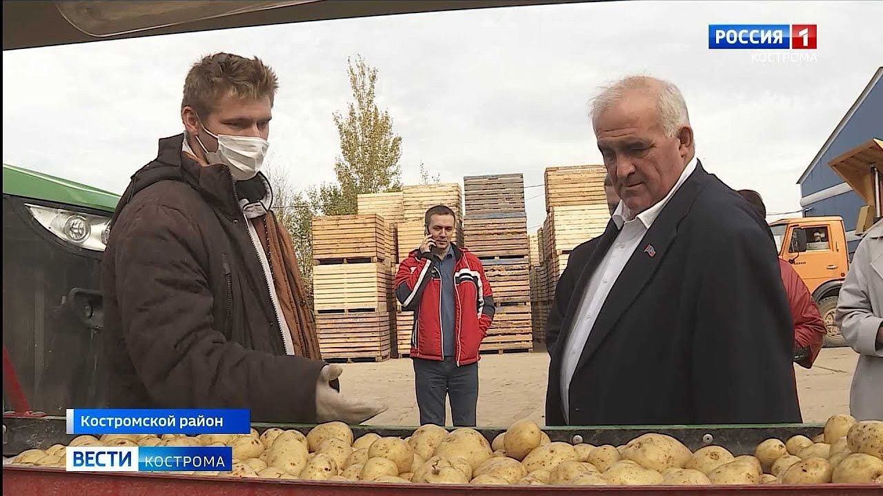 «Картошку фри» для «МакДоналдса» выращивают в Костромском районе