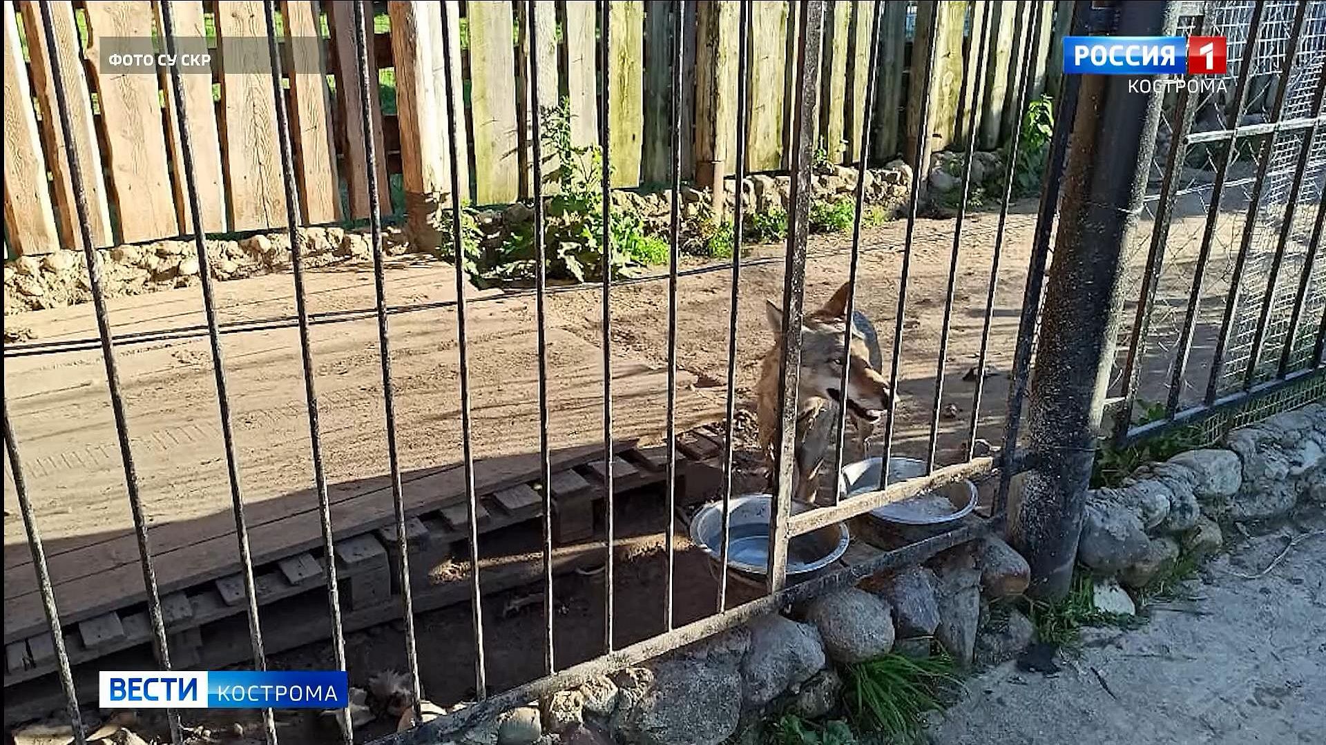 В Костромской области 6-летняя девочка стала жертвой волчицы