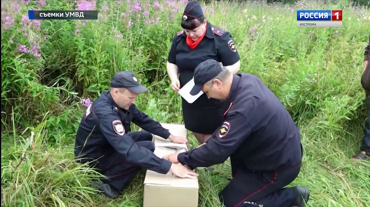 В Кологривском районе сотрудники обнаружили три поля конопли