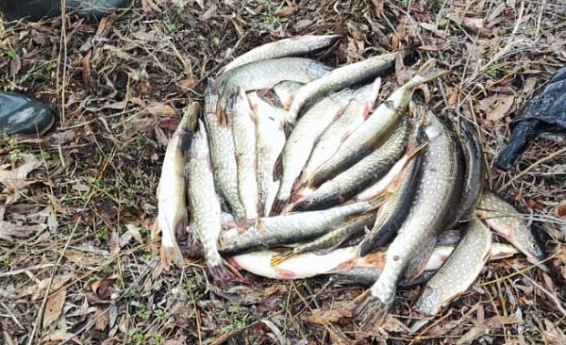 Двое браконьеров выловили на костромских водоемах более 40 щук