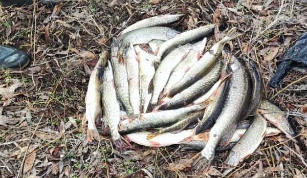 Двое браконьеров выловили на костромских водоемах более 40 щук