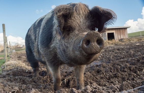 Костромским свиньям угрожает африканская чума из Нижегородской области