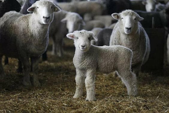 Новое овцеводческое хозяйство создают в Костромской области