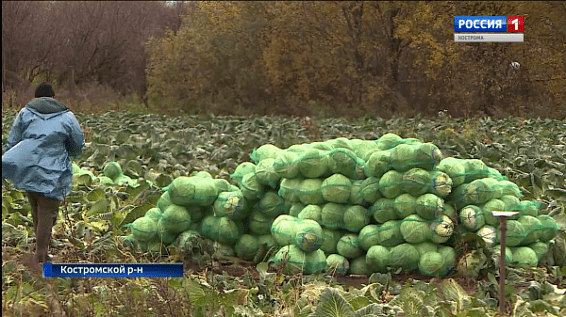 Костромичи смогут забрать часть урожая за помощь в уборке