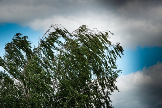 Метеопредупреждение: в Костромской области ожидаются гроза и усиление ветра