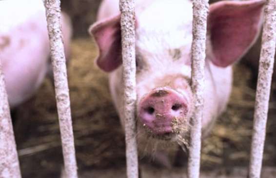 В Островском районе Костромской области введены ограничения из-за чумы свиней