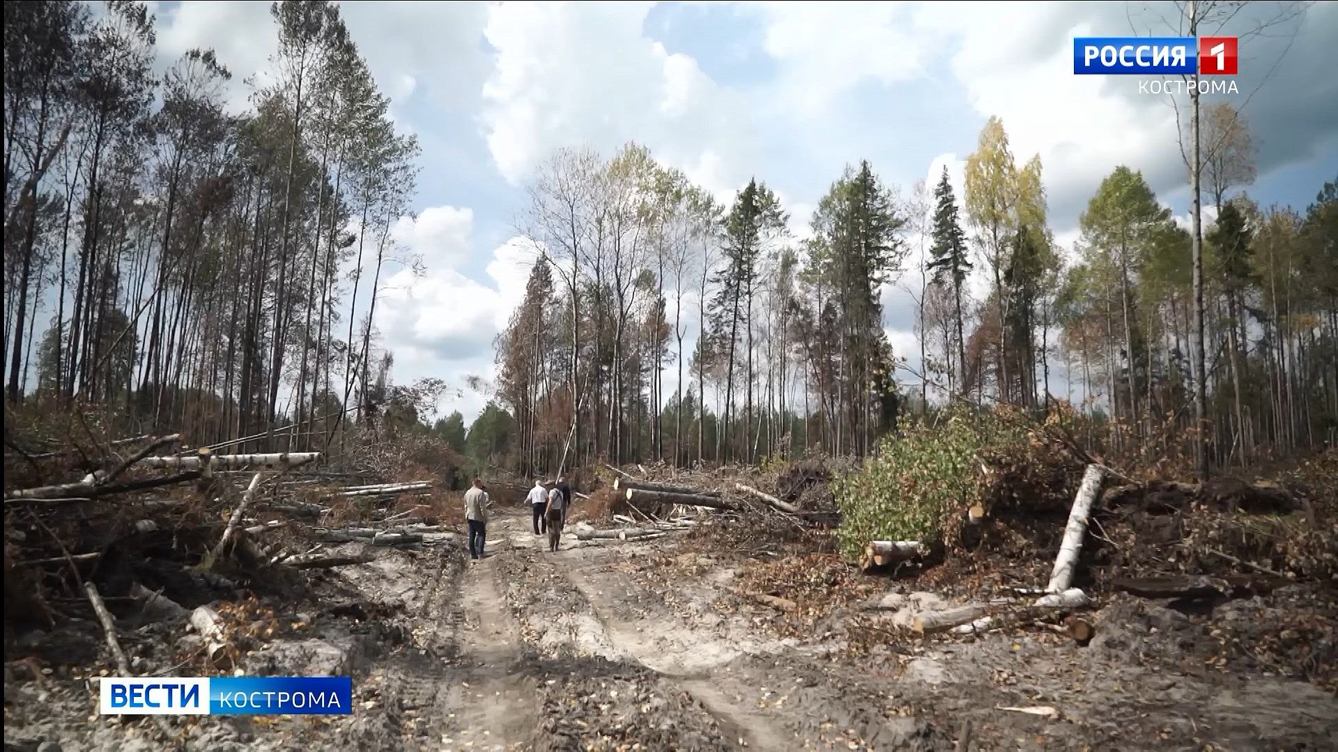 Семь лесных пожаров за полтора месяца потушили в Шарье
