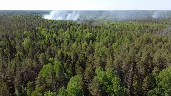 Засухе вопреки: в Костромской области значительно сократилась площадь лесных пожаров